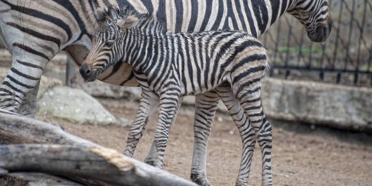 Un pui de zebră s-a născut la Grădina Zoologică din capitală