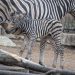 Un pui de zebră s-a născut la Grădina Zoologică din capitală