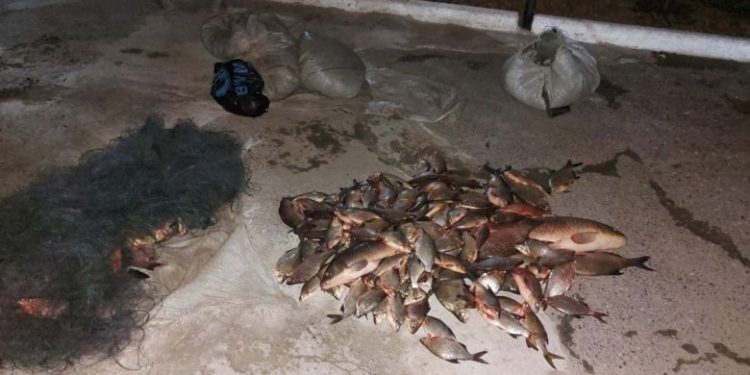 Două persoane, printre care un minor, depistate cu plasele pline cu pește