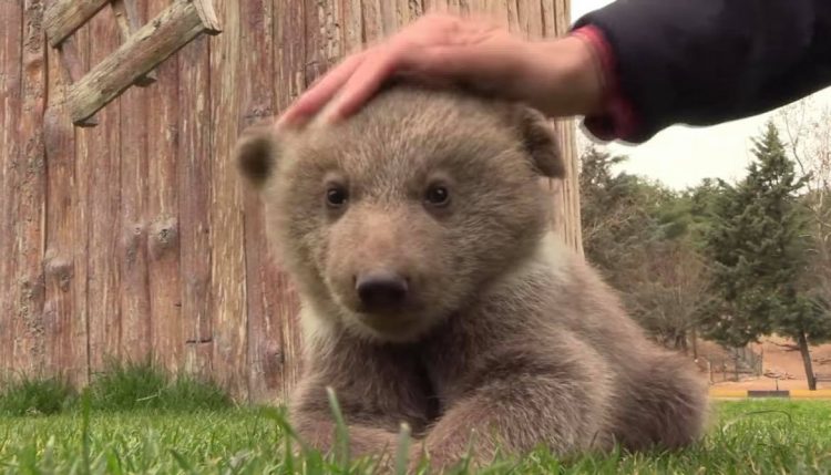 Imagini adorabile la o grădină zoo din Turcia. Un pui de urs și un cimpanzeu au devenit cei mai buni prieteni | FOTO/VIDEO