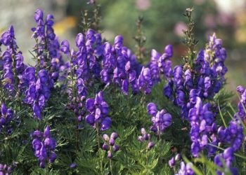 В Киргизии больных коронавирусом лечат ядовитым растением