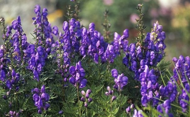 В Киргизии больных коронавирусом лечат ядовитым растением