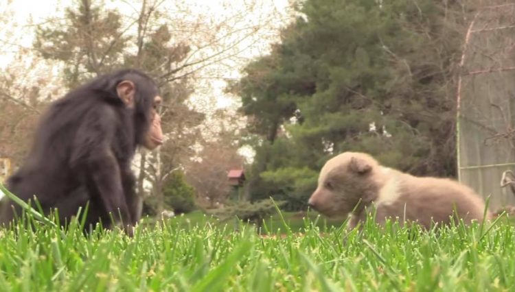 Imagini adorabile la o grădină zoo din Turcia. Un pui de urs și un cimpanzeu au devenit cei mai buni prieteni | FOTO/VIDEO