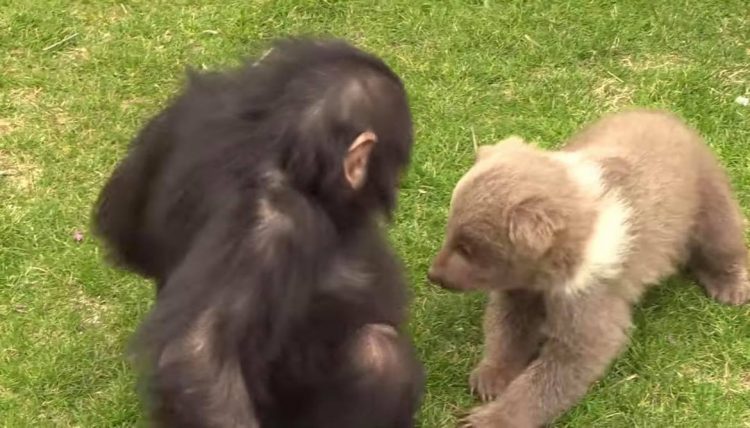 Imagini adorabile la o grădină zoo din Turcia. Un pui de urs și un cimpanzeu au devenit cei mai buni prieteni | FOTO/VIDEO