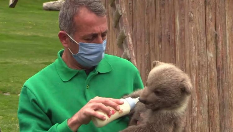 Imagini adorabile la o grădină zoo din Turcia. Un pui de urs și un cimpanzeu au devenit cei mai buni prieteni | FOTO/VIDEO