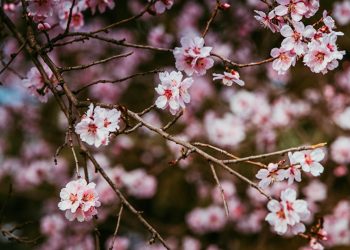 Meteo 13 aprilie 2021: Vremea se răcește treptat