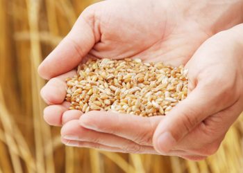 Правительство одобрило продажу почти 21 000 тонн пшеницы из госрезерва | VIDEO