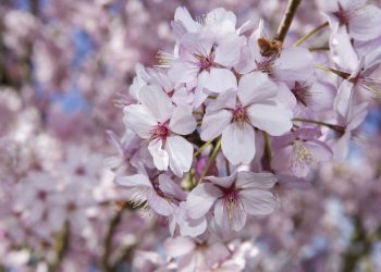 Ce tradiții sunt și ce semnificație are pentru creștini Duminica Floriilor, vestitoarea Paștelui