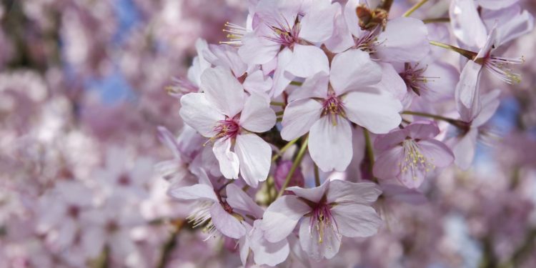 Ce tradiții sunt și ce semnificație are pentru creștini Duminica Floriilor, vestitoarea Paștelui