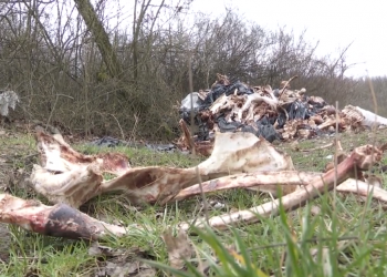 Un morman de oase într-un parc din capitală: Administrația Muzeului presupune că ar fi vorba despre un agent economic din suburbie | VIDEO