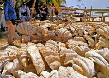 Sechestru record în Filipine. 200 de tone de scoici gigantice în valoare de 25.000 de dolari au fost confiscate | FOTO