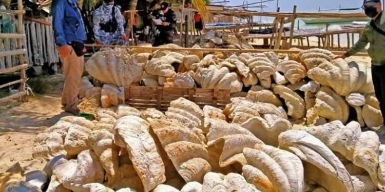 Sechestru record în Filipine. 200 de tone de scoici gigantice în valoare de 25.000 de dolari au fost confiscate | FOTO