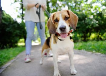 Deţinătorii de animale care nu vor strânge excrementele riscă amenzi usturătoare