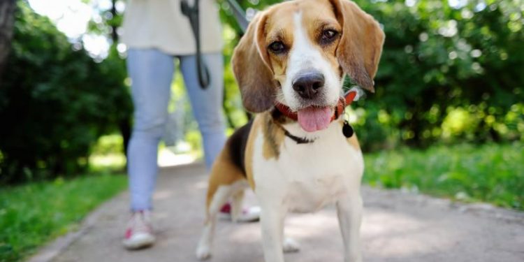 Deţinătorii de animale care nu vor strânge excrementele riscă amenzi usturătoare