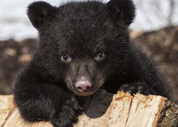 O boală necunoscută îi transformă pe urșii din SUA în animale prietenoase | VIDEO