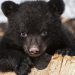 O boală necunoscută îi transformă pe urșii din SUA în animale prietenoase | VIDEO
