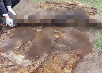 Cadavrul unui bărbat, dispărut de trei ani, găsit îngropat în curtea casei presupusului ucigaș | VIDEO