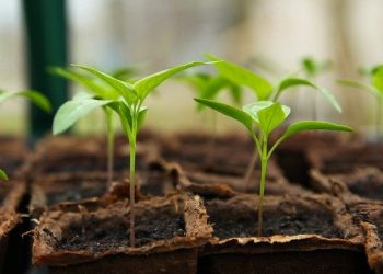 Agricultorii au scos în vânzare primele fire de răsad: Prețul este de 4-5 lei | VIDEO