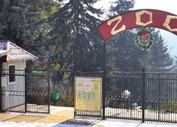 Noi locatari la Grădina Zoologică: O tigroaică a adus pe lume doi pui | FOTO