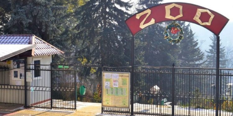 Noi locatari la Grădina Zoologică: O tigroaică a adus pe lume doi pui | FOTO