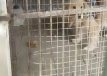 O grădină zoologică din China a înlocuit leul cu un câine și a sperat că vizitatorii nu-și vor da seama