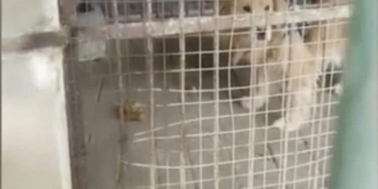 O grădină zoologică din China a înlocuit leul cu un câine și a sperat că vizitatorii nu-și vor da seama