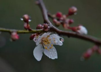 Cum explică meteorologii primăvara răcoroasă din acest an