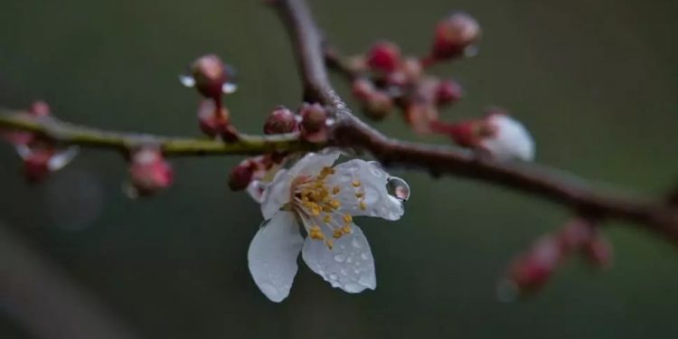Cum explică meteorologii primăvara răcoroasă din acest an