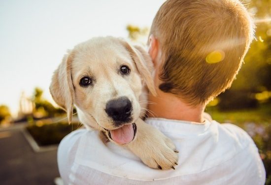 Ученые выявили новый коронавирус, которым собаки заражают человека