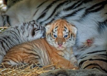 Первые фотографии тигрят, которые родились в столичном зоопарке | VIDEO