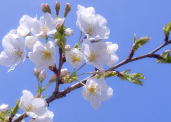 Какой сегодня будет погода в Молдове
