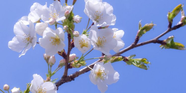 Какой сегодня будет погода в Молдове
