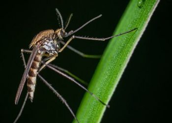 Во Флориде выпустят 140 000 «‎ГМО-комаров» для борьбы со смертельными болезнями