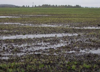 Сотни гектаров сельхозугодий пострадали от прошедших накануне ливней | VIDEO