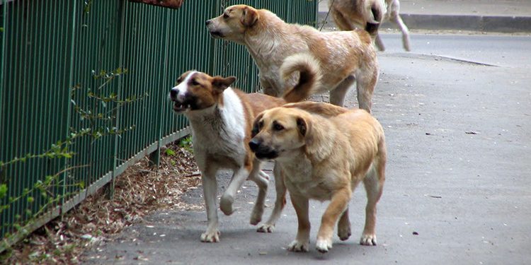 Licitații repetate în trei sectoare ale capitalei privind sterilizarea câinilor vagabonzi