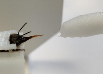 Ученые научили пчел выявлять коронавирус по запаху