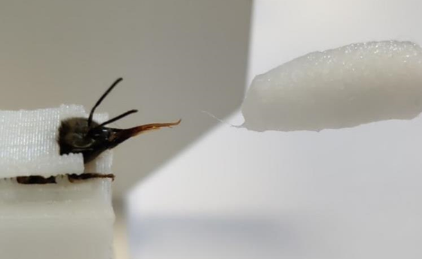 Ученые научили пчел выявлять коронавирус по запаху