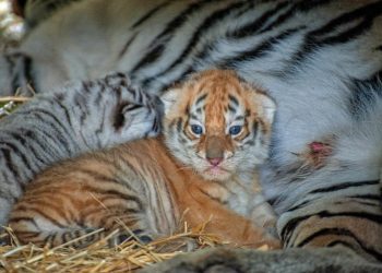 Puii de tigru născuți la Grădina Zoologică Chișinău au ieșit din izolare | VIDEO