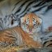 Puii de tigru născuți la Grădina Zoologică Chișinău au ieșit din izolare | VIDEO
