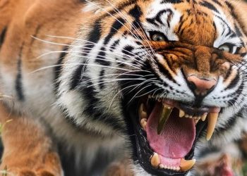 Responsabilii de la Grădina Zoologică din capitală susțin că nu cunosc despre decesul angajatului, atacat de un tigru | VIDEO