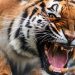 Responsabilii de la Grădina Zoologică din capitală susțin că nu cunosc despre decesul angajatului, atacat de un tigru | VIDEO