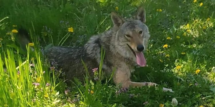 Un lup a fost filmat pe drumurile din Dănceni: A stat în rând la poștă | VIDEO