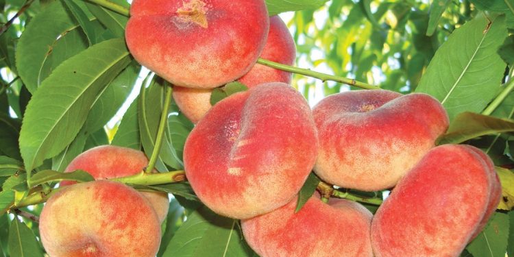 În Republica Moldova vor fi testate mai multe soiuri de piersic și cais
