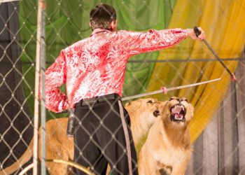 Un dresor a fost atacat de un leu în timpul spectacolului la circ | VIDEO