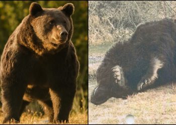 Cel mai mare urs din România, Arthur, a fost ucis de un prinț din Austria