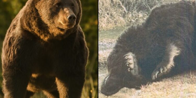 Cel mai mare urs din România, Arthur, a fost ucis de un prinț din Austria