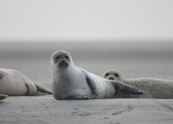 Более 150 мертвых тюленей обнаружены на побережье Каспия