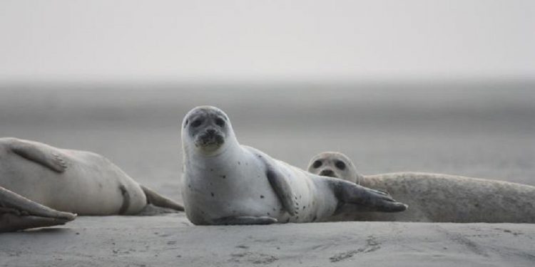 Более 150 мертвых тюленей обнаружены на побережье Каспия