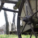 Fără apă, televizor, canalizare sau gaze naturale: În satul Armanca din raionul Rîșcani locuiesc doar trei oameni | VIDEO