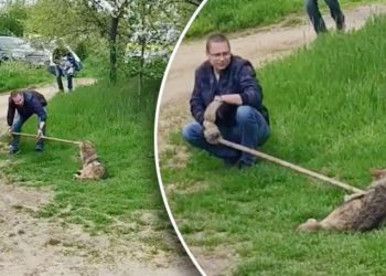 Lupul din Dănceni, filmat cum a fost prins: Este rănit și obosit | VIDEO